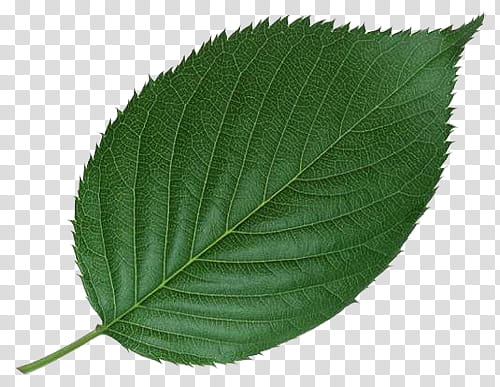 Green Leaf PNG Transparent Images - PNG All
