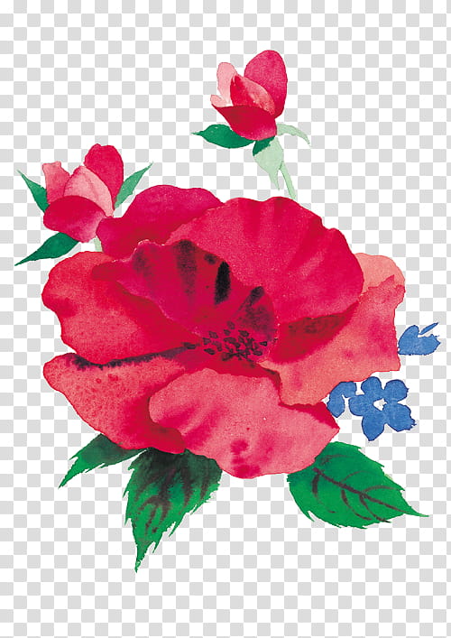 Every Rose Has Its Thorn, red poppy flower painting transparent background PNG clipart