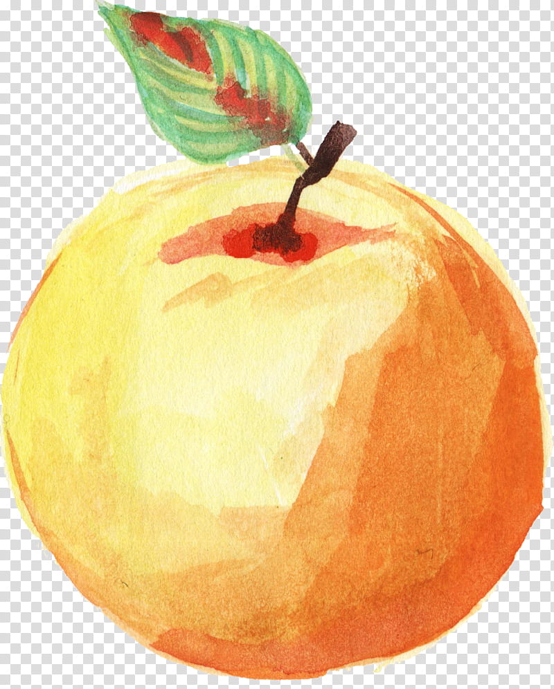 Watercolor Drawing, Apple, Watercolor Painting, Fruit, Art Museum, Food, Peach, Winter Squash transparent background PNG clipart