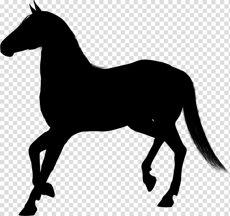 Creative, Pegasus, Alamy, Fotolia, Horse, Mane, Black, Animal Figure transparent background PNG clipart