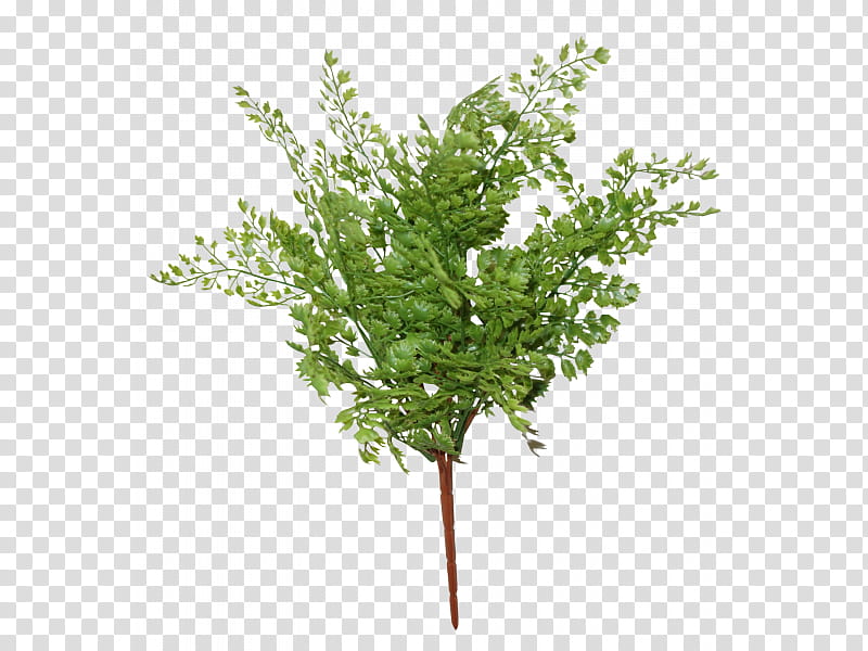 Tree Branch, Fern, Adiantum Capillusveneris, Plants, Vascular Plant, Maidenhair Fern, Leaf, Herb transparent background PNG clipart