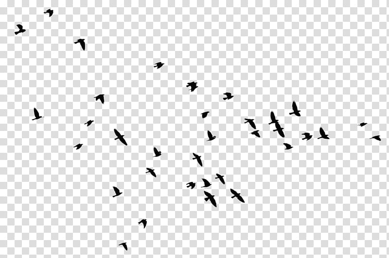 flying birds in the sky clipart