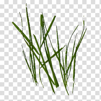 Grass Single Nozzle , green grasses transparent background PNG clipart