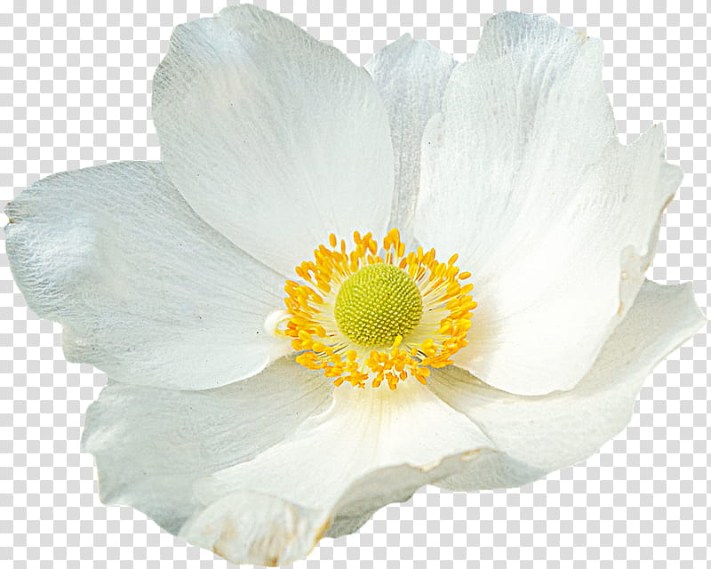 Spring  YEAR ON DA, white anemone flower isolated on black background transparent background PNG clipart