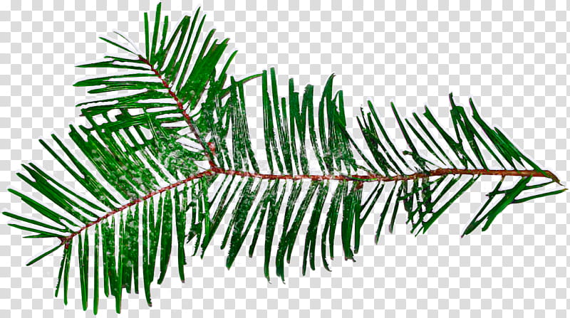 shortleaf black spruce columbian spruce balsam fir yellow fir tree, Jack Pine, Oregon Pine, Canadian Fir, Sitka Spruce, Colorado Spruce, Plant, Shortstraw Pine transparent background PNG clipart