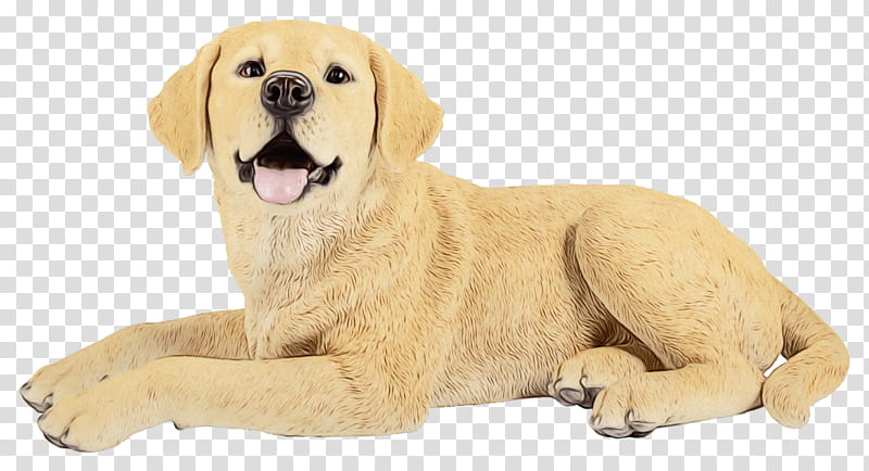 Golden Retriever, Labrador Retriever, Puppy, Companion Dog, Breed, Crossbreed, Snout, Kumpulan Baka Anjing transparent background PNG clipart