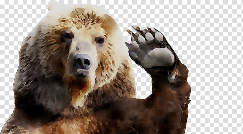 Bear, Grizzly Bear, Fur, Snout, Animal, Brown Bear, Kodiak Bear, Wildlife transparent background PNG clipart