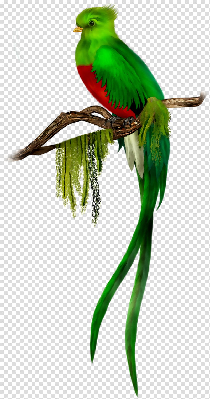 Bird Parrot, Quetzal, Resplendent Quetzal, El Quetzal, Macaw, Beak, True Parrot, Feather transparent background PNG clipart