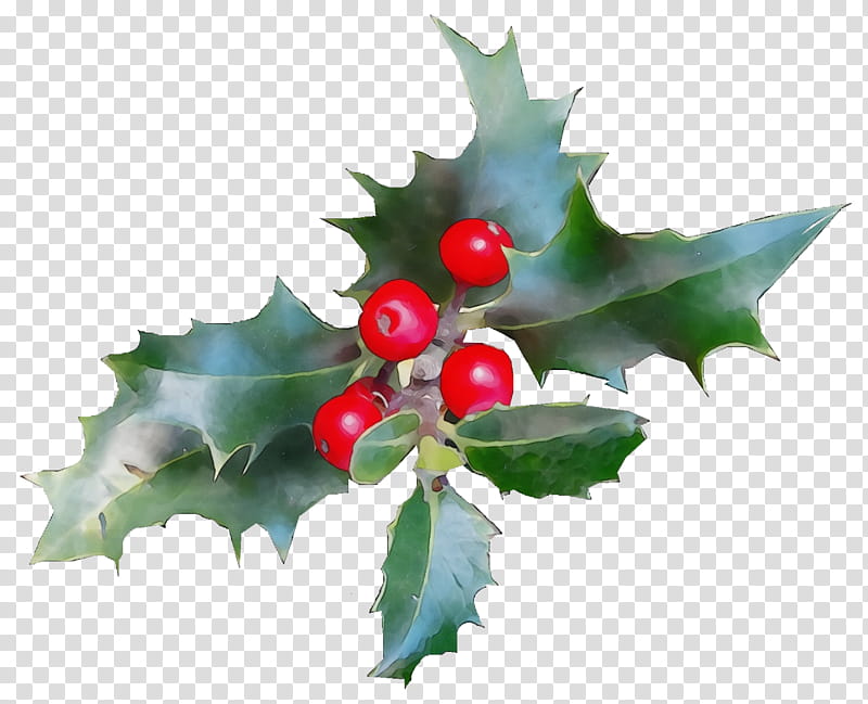 Holly, Christmas Holly, Ilex, Christmas , Watercolor, Paint, Wet Ink, American Holly transparent background PNG clipart