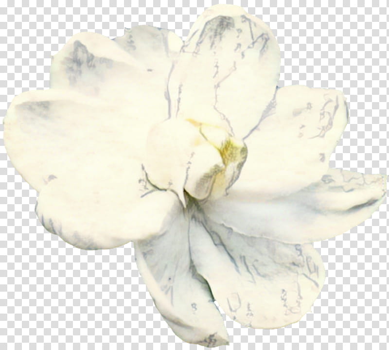 Flowers, Petal, Cut Flowers, Plants, White, Magnolia, Peony, Magnolia Family transparent background PNG clipart