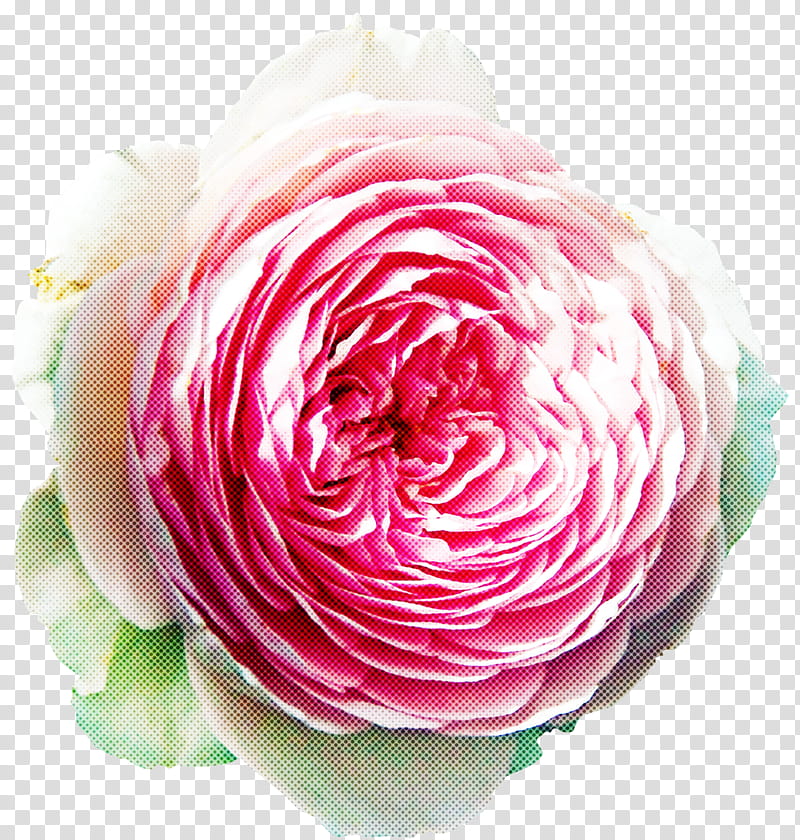 Garden roses, Pink, Persian Buttercup, Flower, Petal, Plant, Rose Family, Cut Flowers transparent background PNG clipart