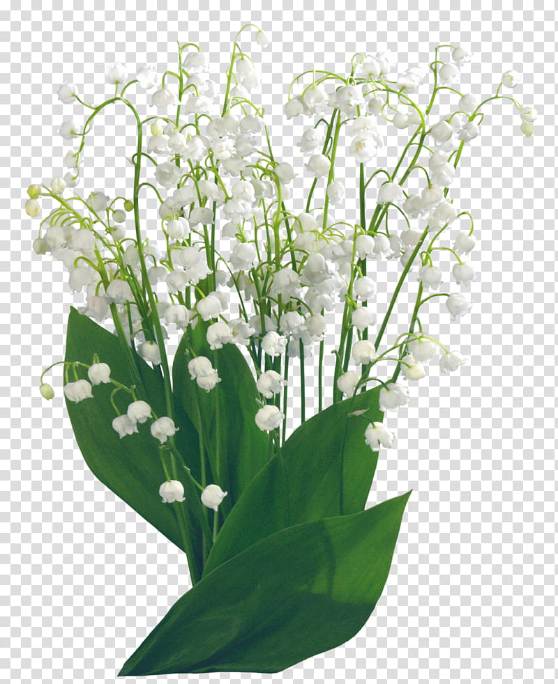 Green Grass, Lily Of The Valley, Flower, White, Plant, Flowerpot, Leaf, Bouquet transparent background PNG clipart