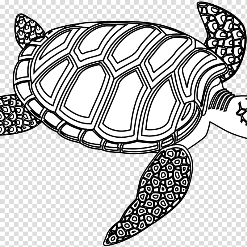Sea Turtle, Reptile, Green Sea Turtle, Leatherback Sea Turtle, Loggerhead Sea Turtle, Drawing, Pond Turtle, Hawksbill Sea Turtle transparent background PNG clipart