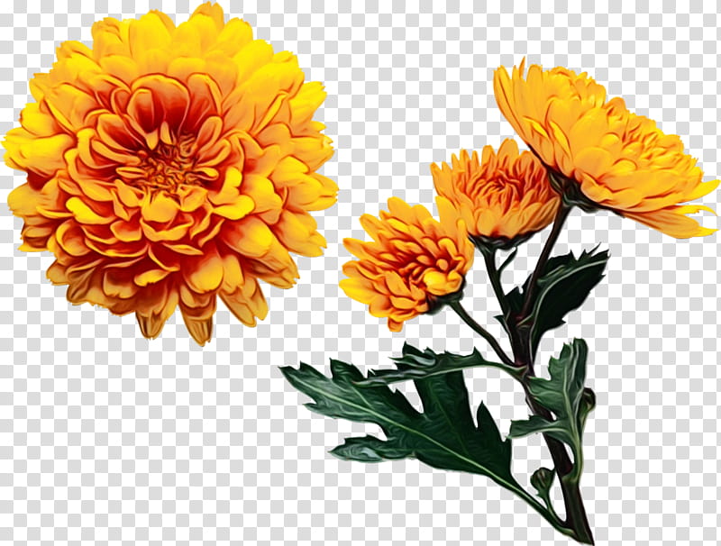 Orange, Watercolor, Paint, Wet Ink, Flower, Flowering Plant, English Marigold, Tagetes transparent background PNG clipart