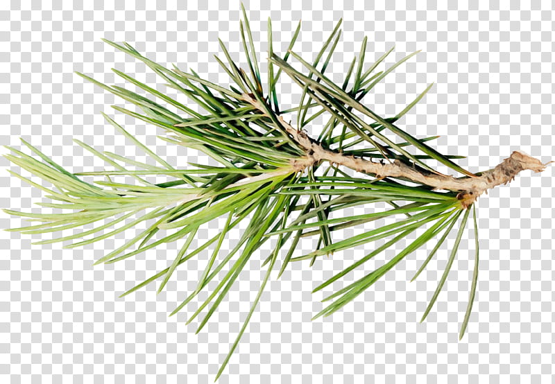 columbian spruce loblolly pine jack pine sugar pine shortstraw pine, Watercolor, Paint, Wet Ink, White Pine, Red Pine, Shortleaf Black Spruce, Yellow Fir transparent background PNG clipart