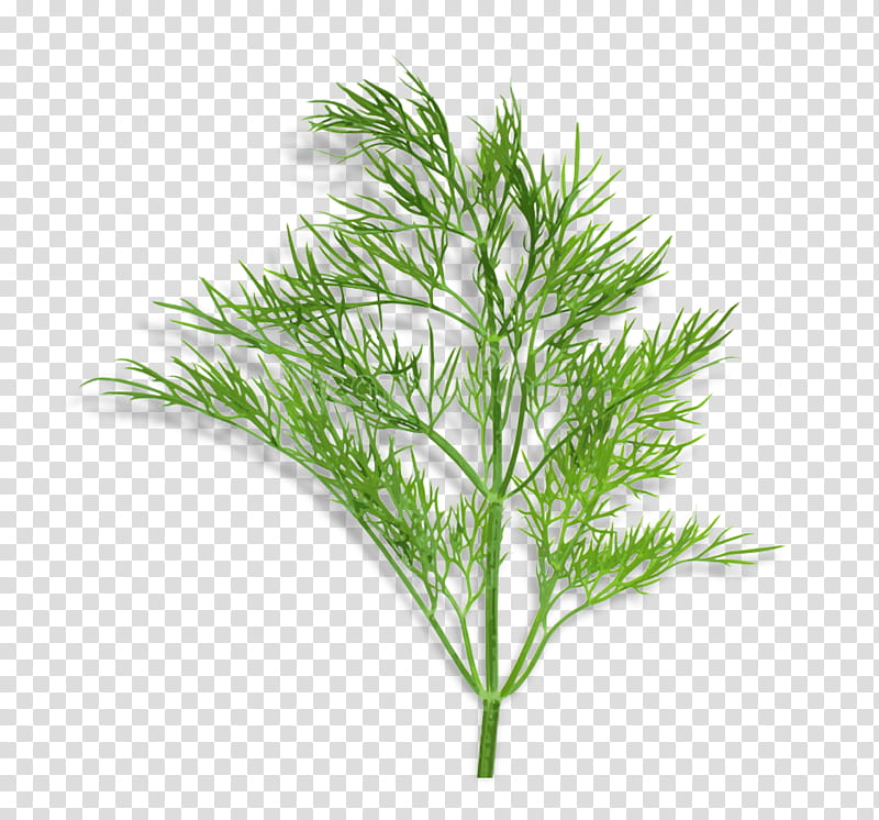 white pine grass plant leaf red pine, Shortstraw Pine, Red Juniper, Grass Family, Tree, American Larch transparent background PNG clipart