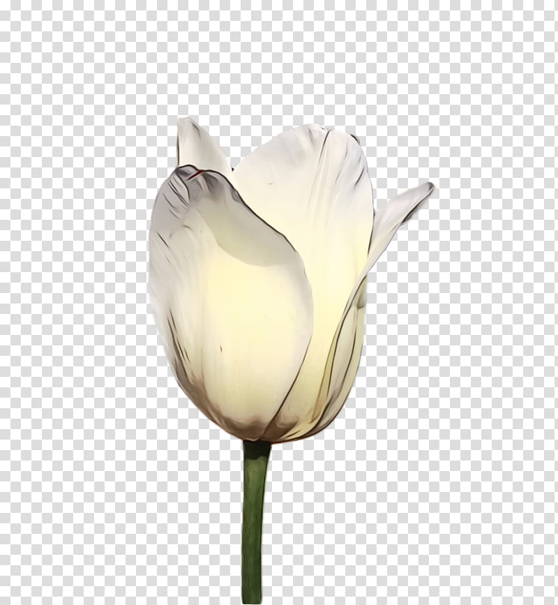 white tulip flower petal plant, Spring Flower, Spring Floral, Flowers, Watercolor, Paint, Wet Ink, Lily Family transparent background PNG clipart