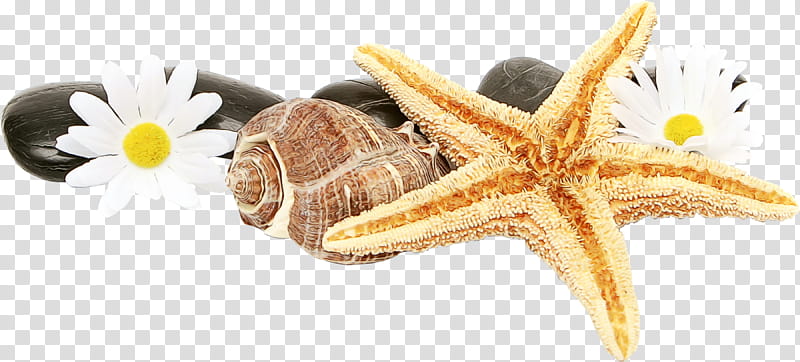 Transparency Starfish Basket stars Seashell Sand dollar, Watercolor, Paint, Wet Ink, Brittle Stars, Watercolor Painting transparent background PNG clipart
