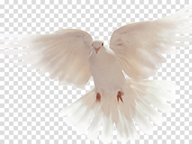 Dove Bird, Pigeons And Doves, Flickr, User, Feather, Beak, Query Language, White transparent background PNG clipart