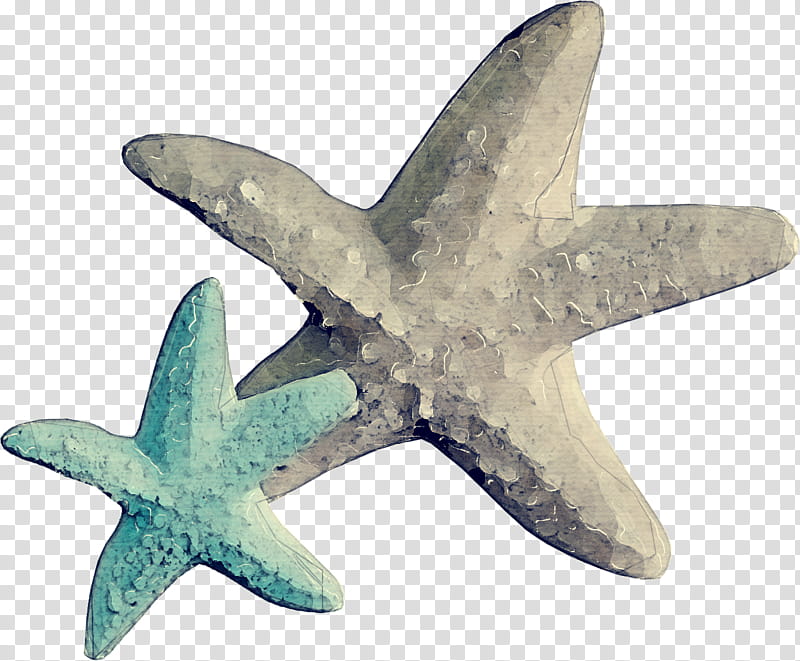 Starfish, Fashion, Earring, Jewellery, Clothing Accessories, Fashion Blog, Gold, Shark transparent background PNG clipart