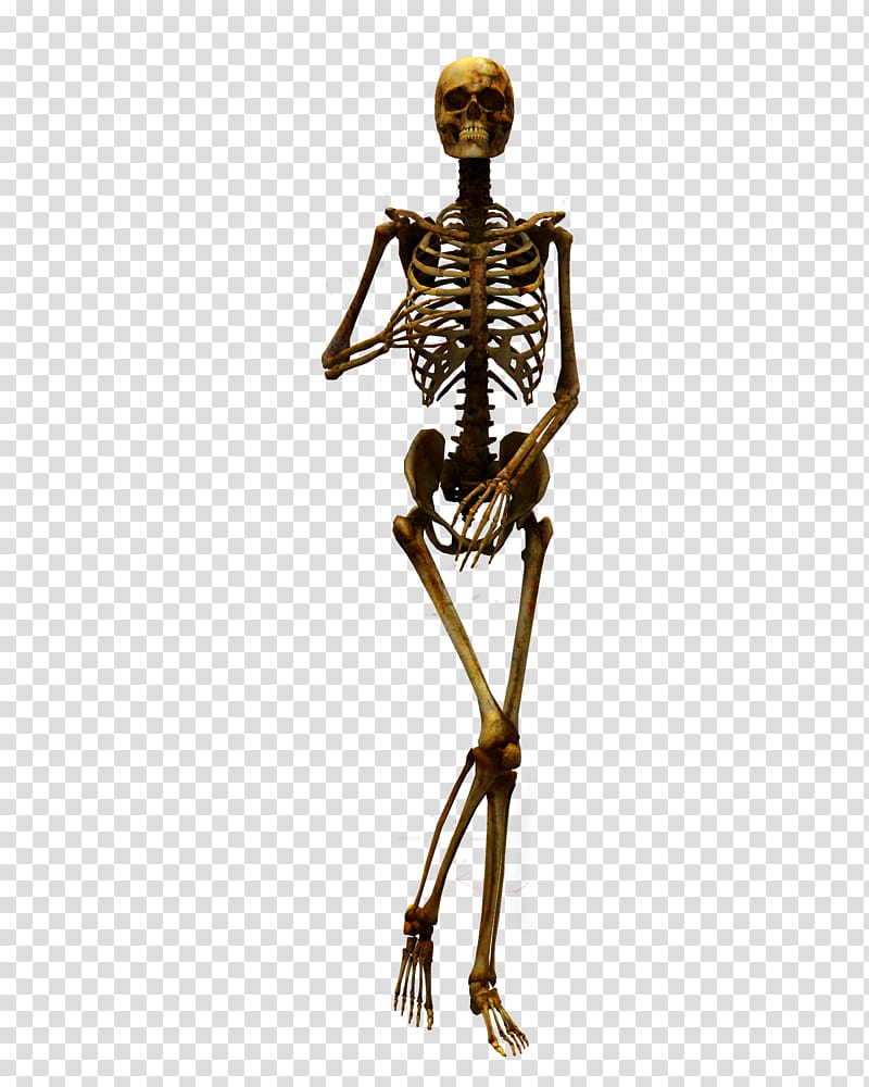 E S Bones I, brown skeleton transparent background PNG clipart