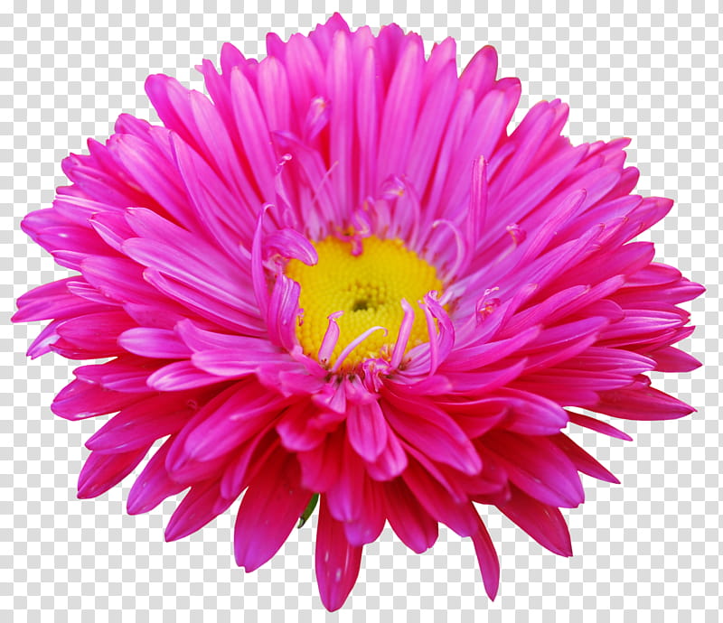 flower flowering plant pink china aster petal, Daisy Family, Cut Flowers, Gerbera transparent background PNG clipart