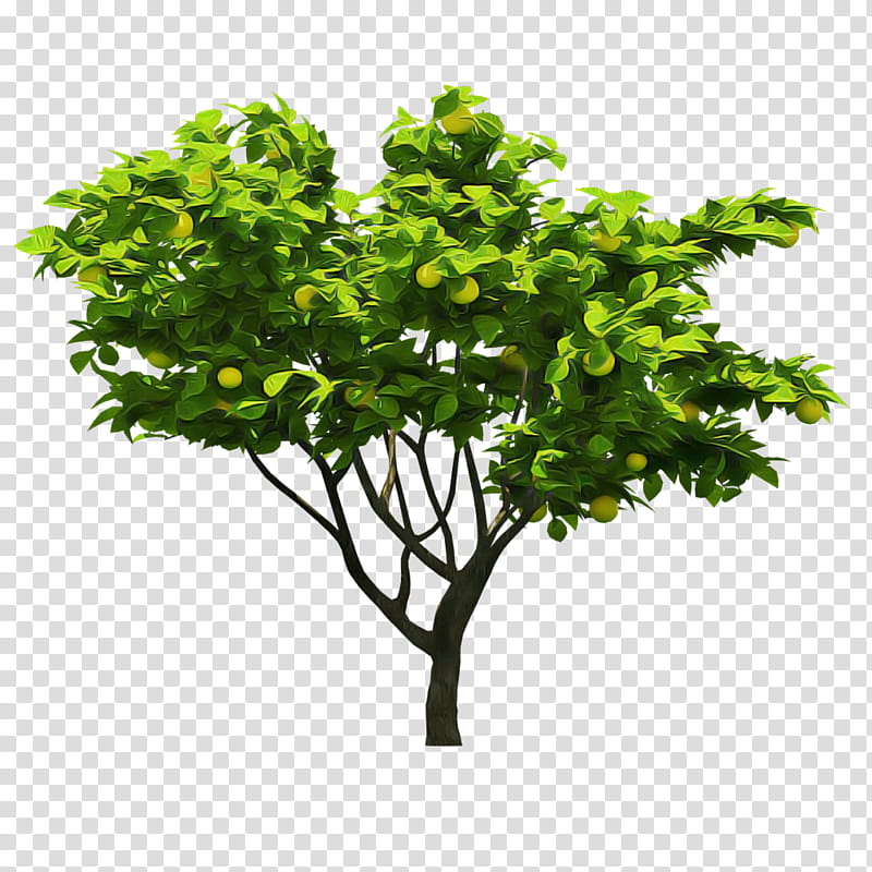 Plane, Plant, Tree, Green, Leaf, Flower, Branch, Woody Plant transparent background PNG clipart