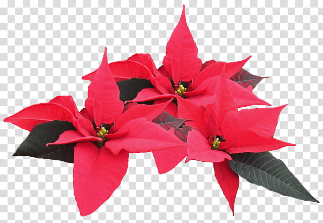 Poinsettia, red poinsettia flowers in bloom transparent background PNG clipart