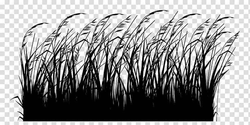 Winter Snow, Le Jardinage Facile, Ornamental Grass, Switchgrass, Gardening, Winter
, Gardener, Ornamental Plant transparent background PNG clipart