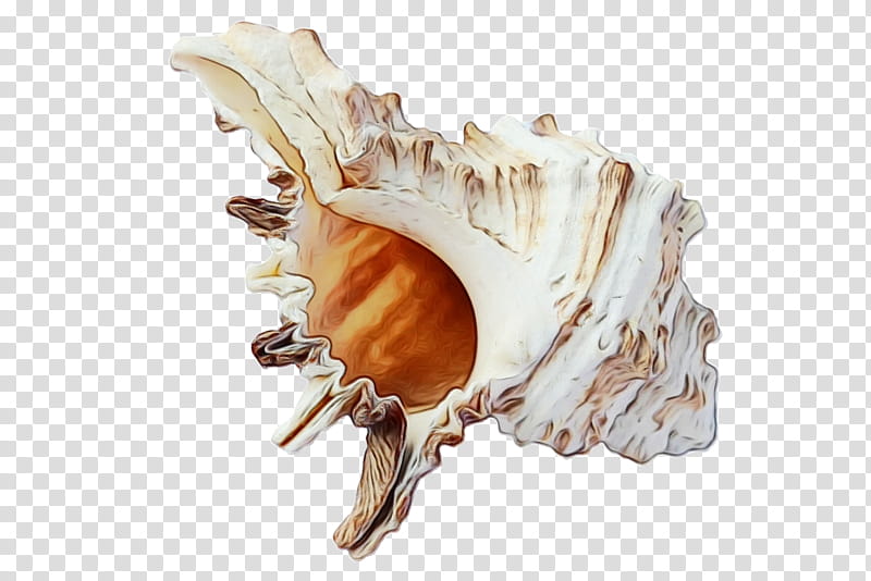 Beach, Seashell, Mollusc Shell, Conch, Shell , Shell Money, Shankha transparent background PNG clipart