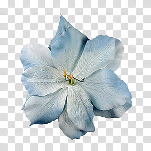 , macro graphy of blue petaled flower transparent background PNG clipart