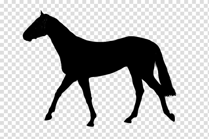 Cat Silhouette, Serval, Mustang, Foal, Stallion, Drawing, Halter, Bridle transparent background PNG clipart