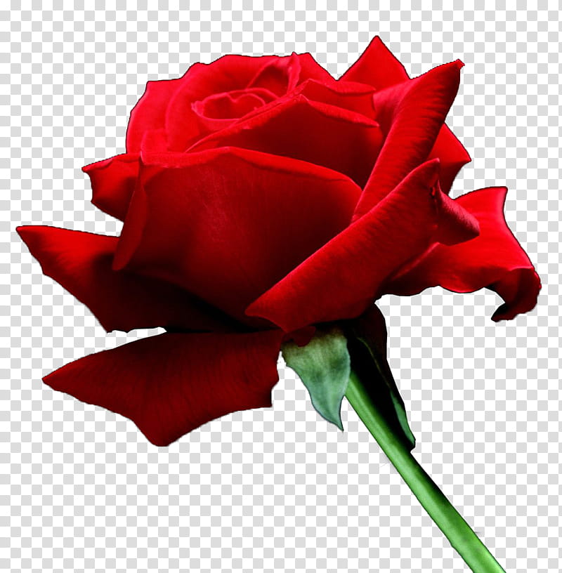 Rosen s, red rose flower transparent background PNG clipart