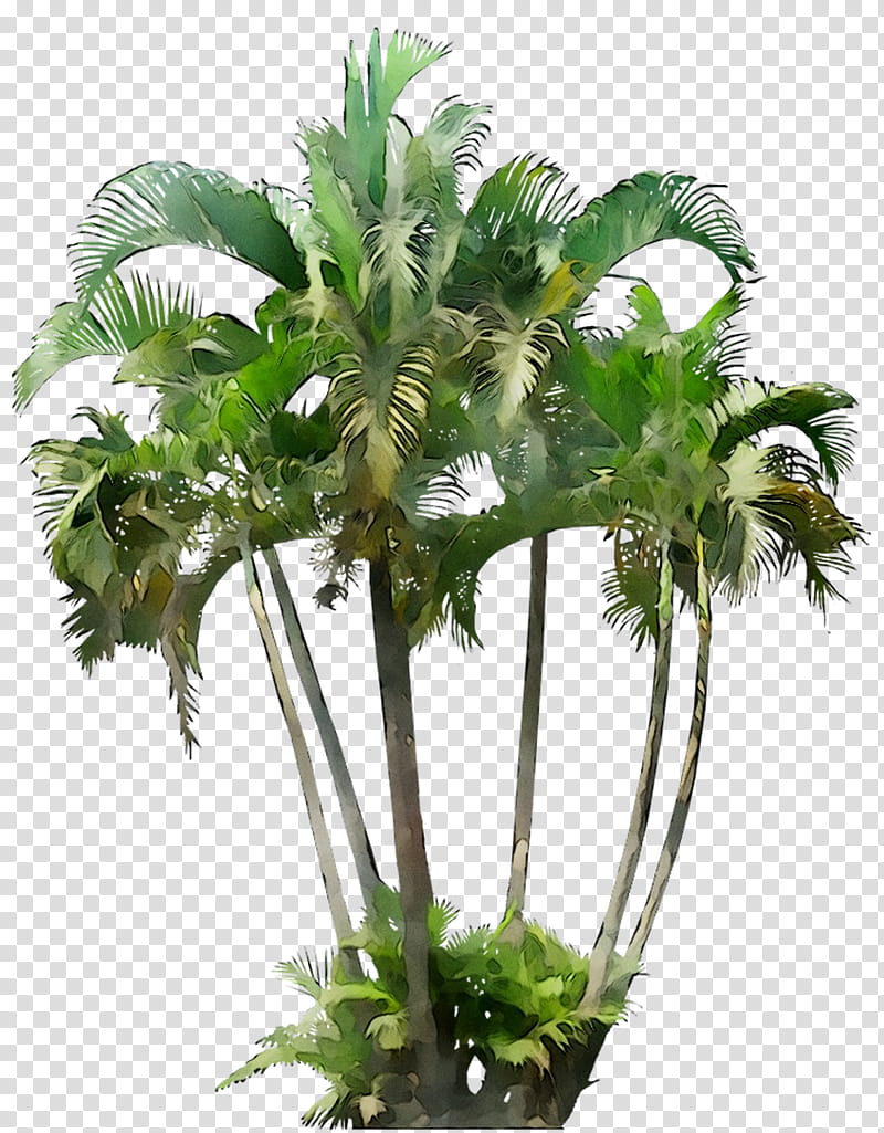Date Tree Leaf, Howea Forsteriana, Palm Trees, Small Canary Island Date Palm, Washingtonia Palm, Plants, Fan Palms, Areca Palm transparent background PNG clipart