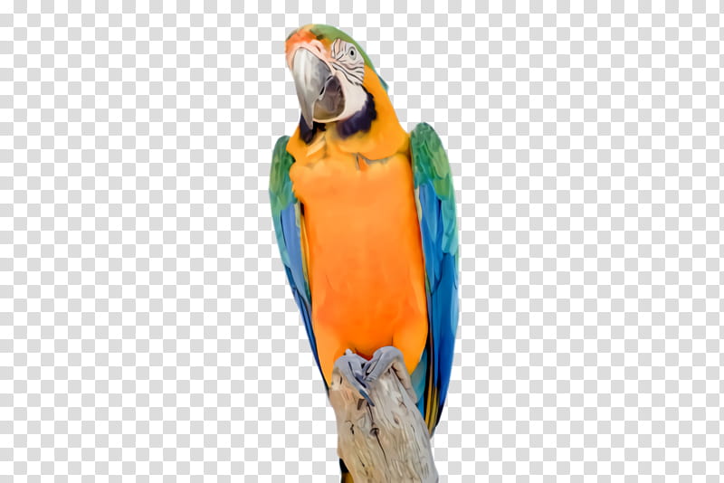 Night King, Parrot, Bird, Colorful, Exotic Bird, Tropical Bird, Beak, Macaw transparent background PNG clipart