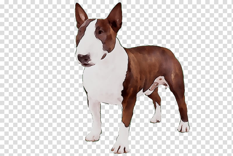 Cartoon Dog, Miniature Bull Terrier, Bull And Terrier, American Pit Bull Terrier, English White Terrier, Animal, Breed, Old English Terrier transparent background PNG clipart