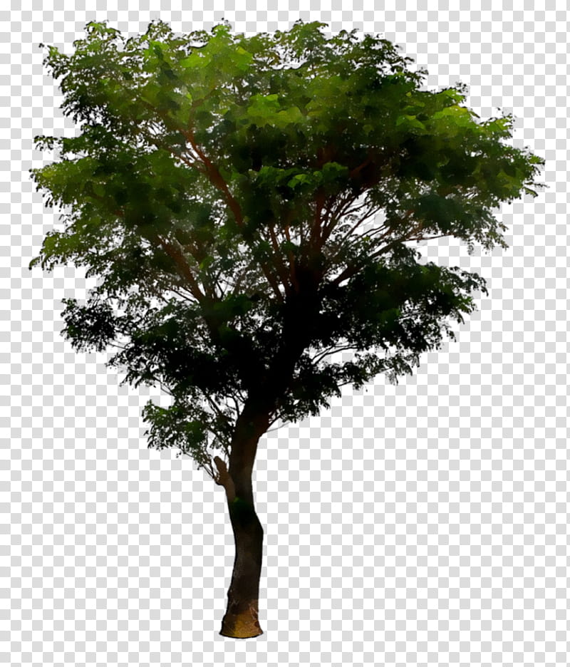 Oak Tree, Rendering, Architectural Rendering, Architecture, 3D Rendering, 3D Computer Graphics, Ash, Bootstrap transparent background PNG clipart