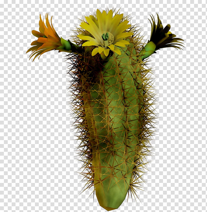 Cactus, San Pedro Cactus, Echinocereus, Plant Stem, Plants, Flower, Terrestrial Plant, Hedgehog Cactus transparent background PNG clipart