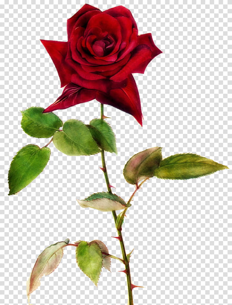 Jinifur Red Red Rose transparent background PNG clipart
