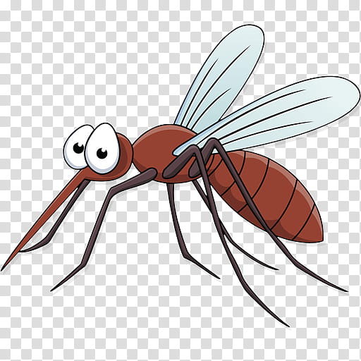Mosquito Insect, Pest, Fly, Wing, Line, Pollinator transparent background PNG clipart