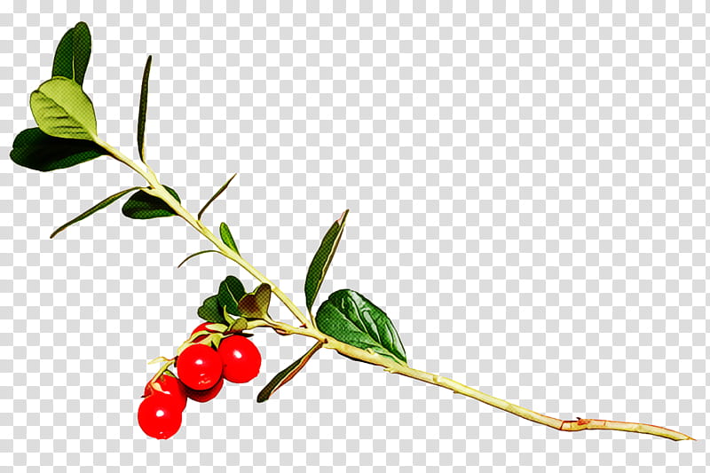 christmas holly Ilex holly, Christmas , Plant, Flower, Lingonberry, Superfruit, Leaf, Branch transparent background PNG clipart