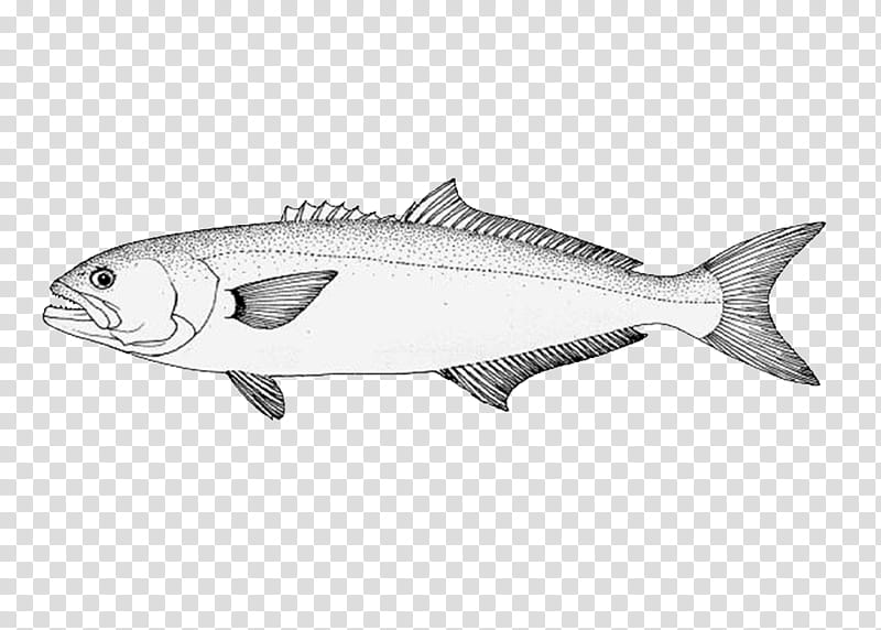 Fishing, Sardine, Bluefish, Mackerel, Fishbase, Oily Fish, Life History Theory, Milkfish transparent background PNG clipart