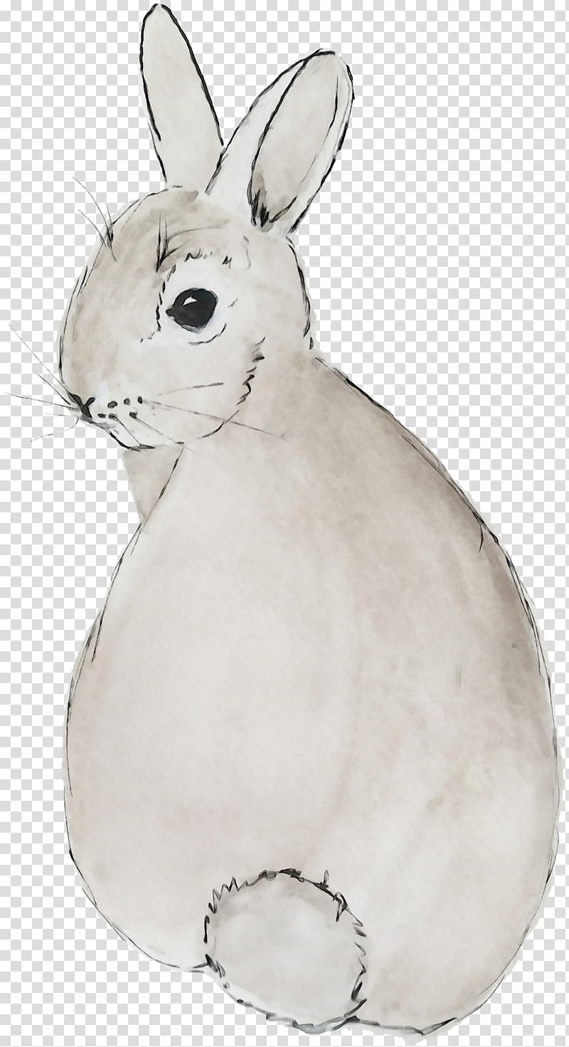 rabbit mountain cottontail domestic rabbit rabbits and hares white, Watercolor, Paint, Wet Ink, Snowshoe Hare, Whiskers, Arctic Hare, Snout transparent background PNG clipart