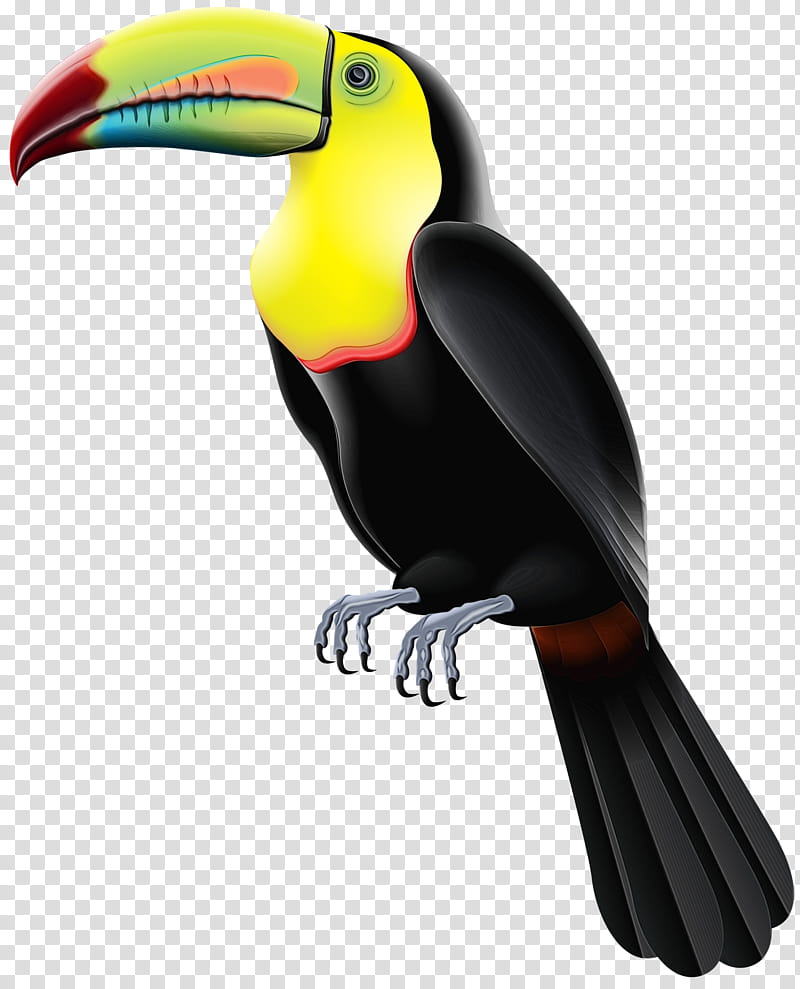 Hornbill Bird, Toucan, Beak, Piciformes, Coraciiformes transparent background PNG clipart
