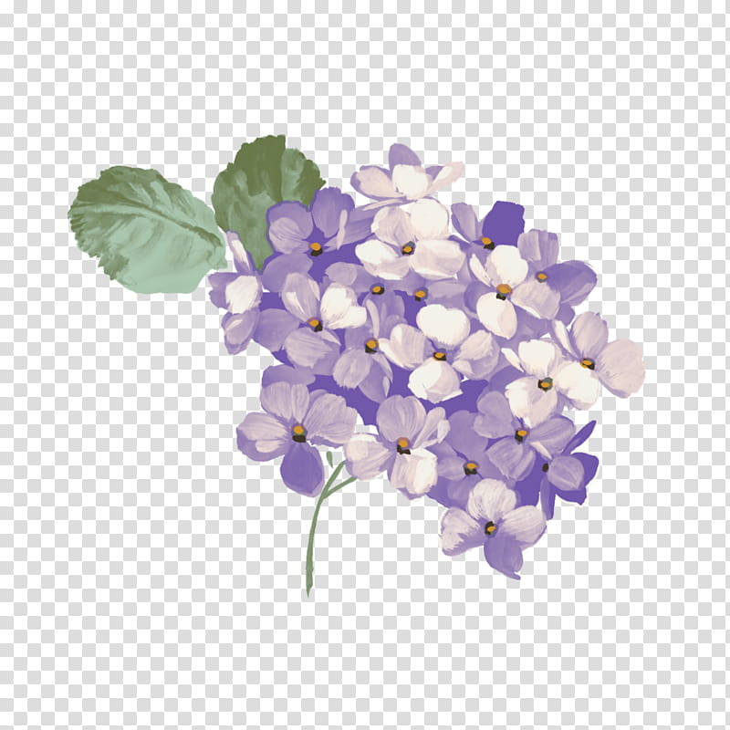 Pink Flower, Oakleaf Hydrangea, French Hydrangea, Climbing Hydrangea, Cornales, Pink Flowers, Shrub, Lilac transparent background PNG clipart