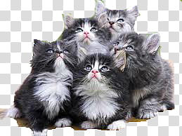 five gray-and-white kittens looking up transparent background PNG clipart