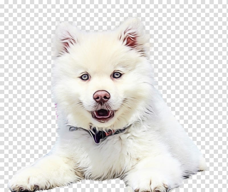 Pomeranian, German Spitz Klein, American Eskimo Dog, German Spitz Mittel, Japanese Spitz, Canadian Eskimo Dog, Volpino, Samoyed Dog transparent background PNG clipart