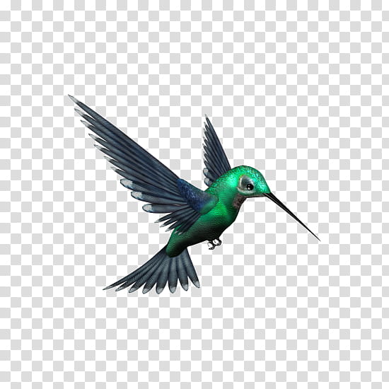 Cartoon Bird, Hummingbird, Whitebooted Rackettail, Rubythroated Hummingbird, Rufous Hummingbird, Beak, Sticker, Kingfisher transparent background PNG clipart