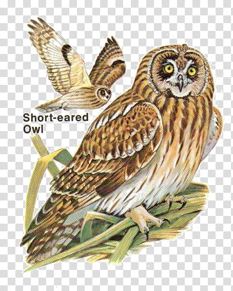 Cartoon Eyes, Owl, Great Grey Owl, Bird, Santa Maria, Great Horned Owl, Beak, Barn Owl transparent background PNG clipart