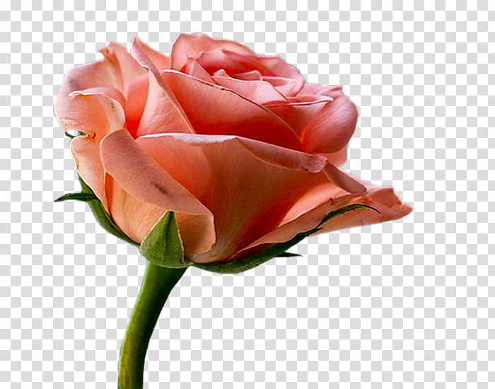 Pink Flowers, Garden Roses, Floribunda, Cabbage Rose, Hamd, Allah, Basmala, Islam transparent background PNG clipart